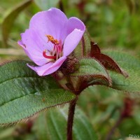 Osbeckia parvifolia Arn.